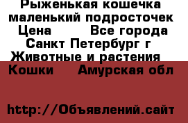 Рыженькая кошечка маленький подросточек › Цена ­ 10 - Все города, Санкт-Петербург г. Животные и растения » Кошки   . Амурская обл.